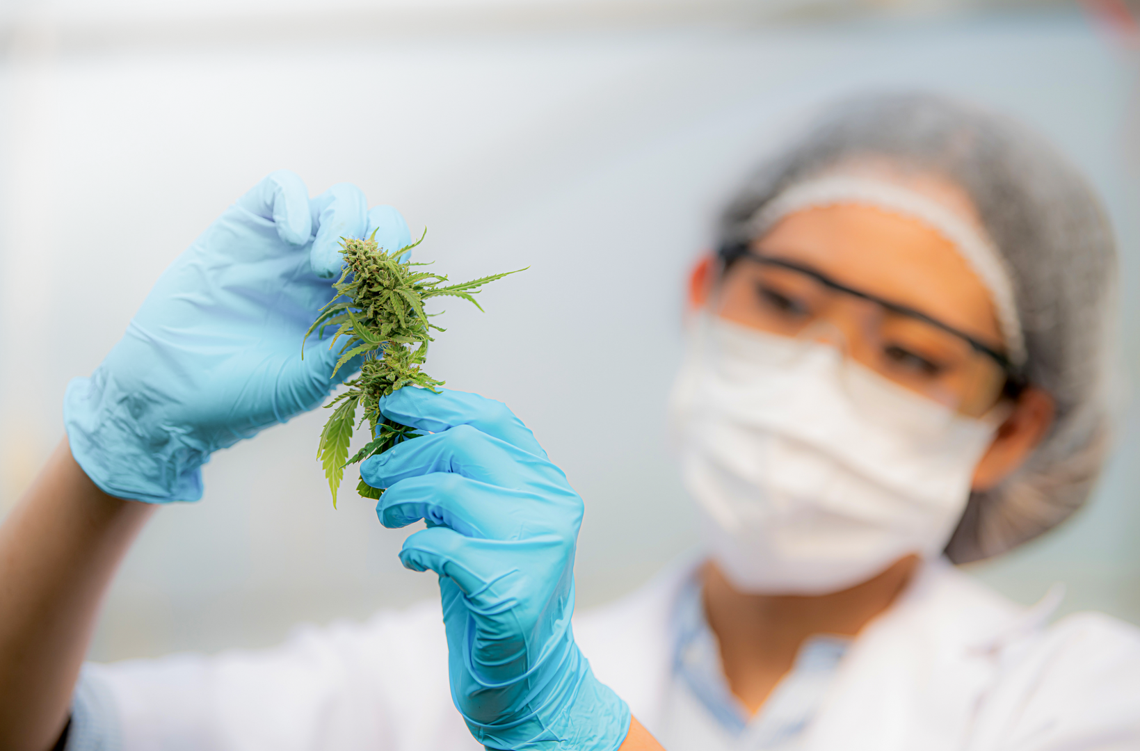 Cannabisblüten-Identifikation im Labor